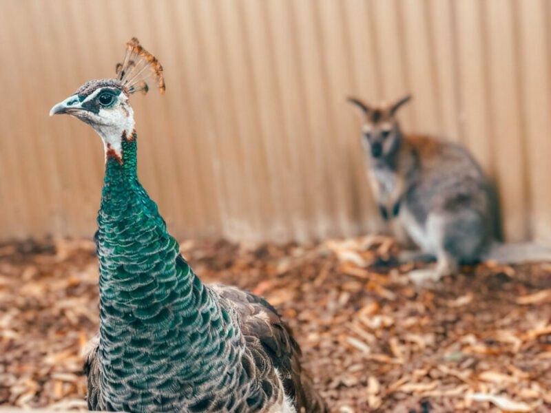 peacock wallaby australia