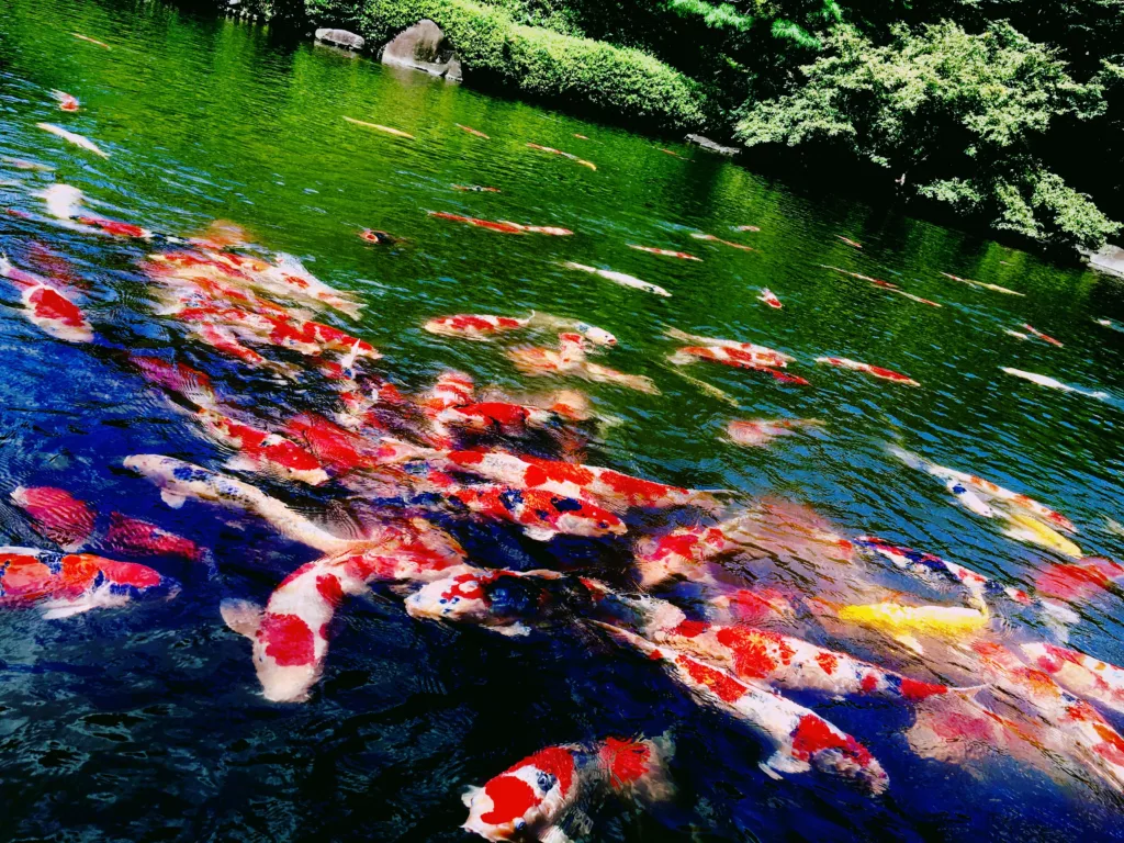 Happoen Gardens koi fish